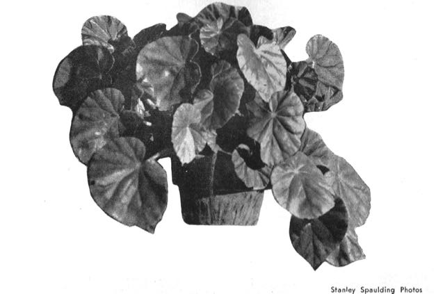 B. ‘Frances Downing’
